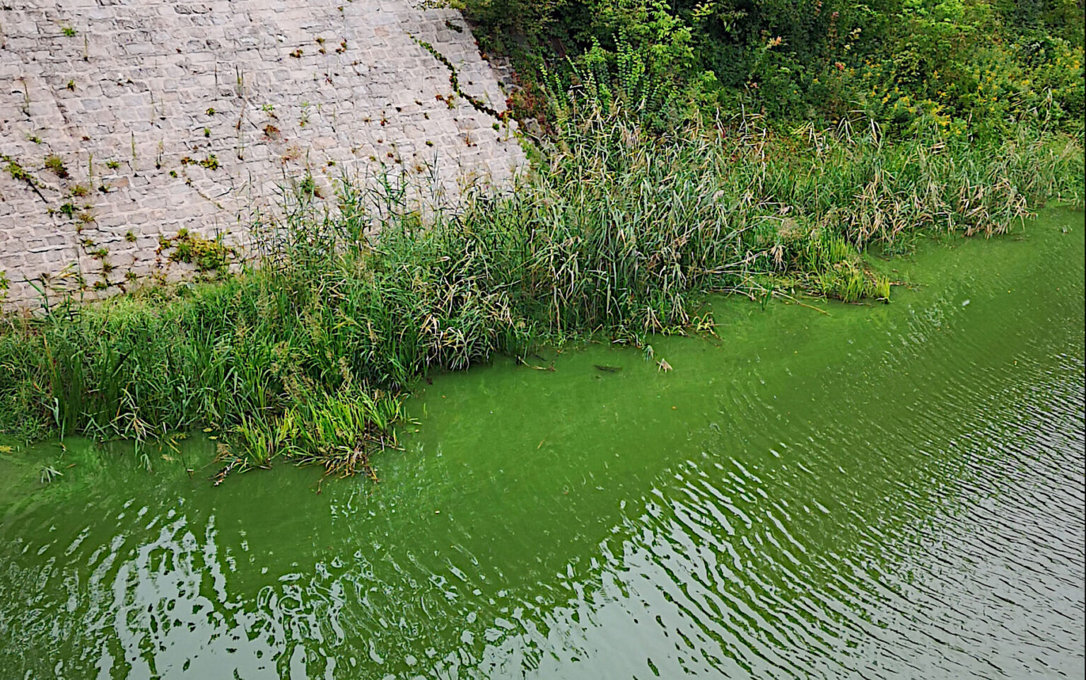 zdjęcie zakwitu sinic przy moście Zwierzynieckim we Wrocławiu